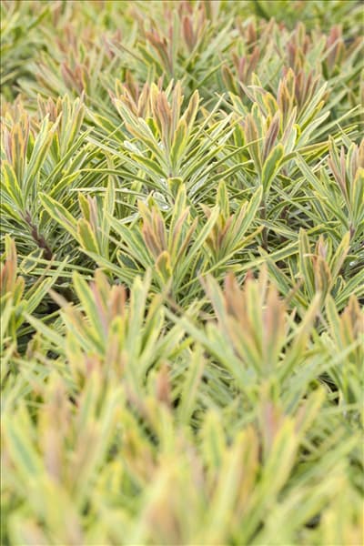Euphorbia polychroma 'Ascot Rainbow'