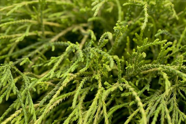 Chamaecyparis pisifera 'Filifera Nana'