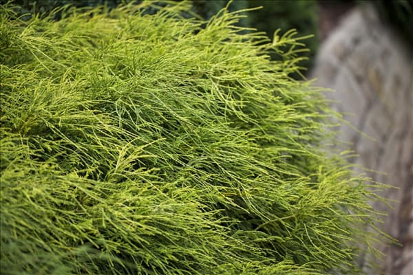 Chamaecyparis pisifera 'Filifera Nana'