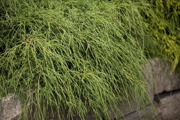 Chamaecyparis pisifera 'Filifera Nana'