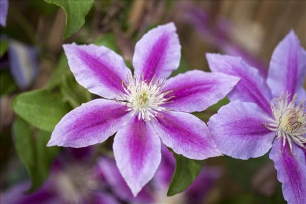 Clematis, gestreift