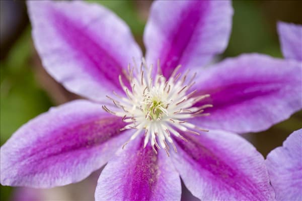 Clematis 'Dr. Ruppel'