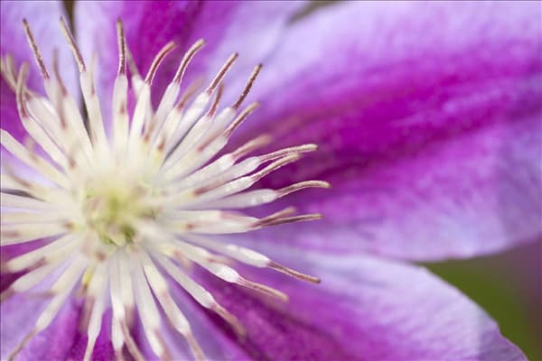 Clematis 'Dr. Ruppel'