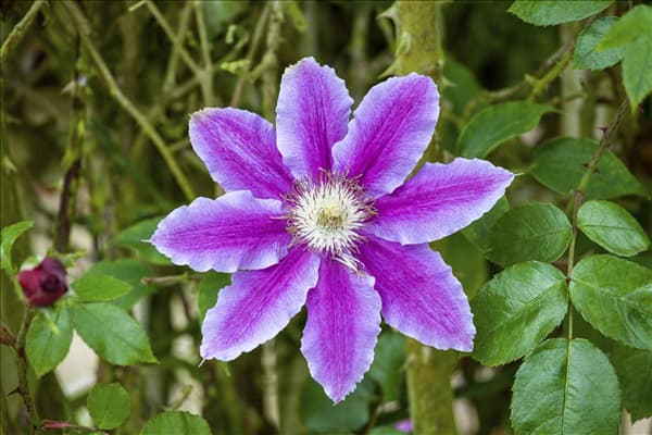 Clematis 'Dr. Ruppel'