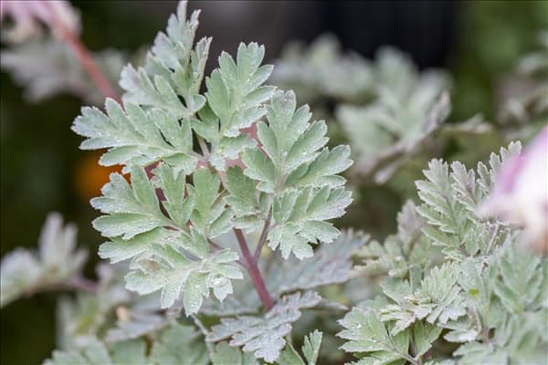 Dicentra formosa