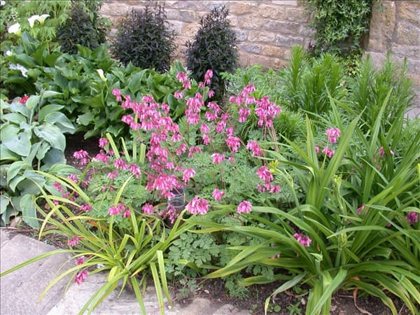 Dicentra formosa