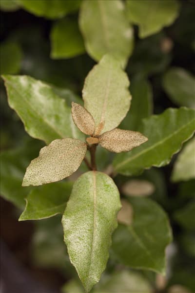 Elaeagnus x ebbingei 'Compacta'