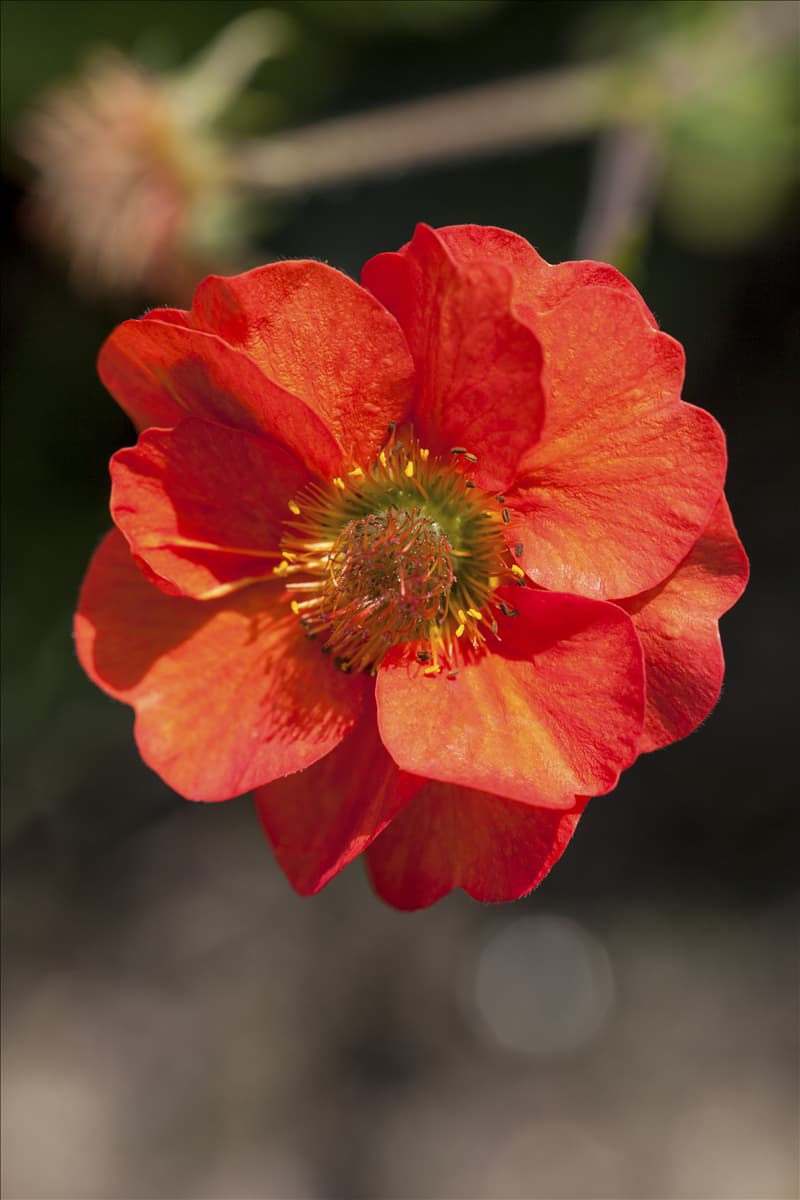 Geum coccineum