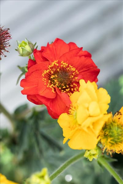Geum coccineum