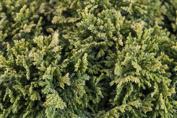 Chamaecyparis pisifera 'Golden Pincushion'