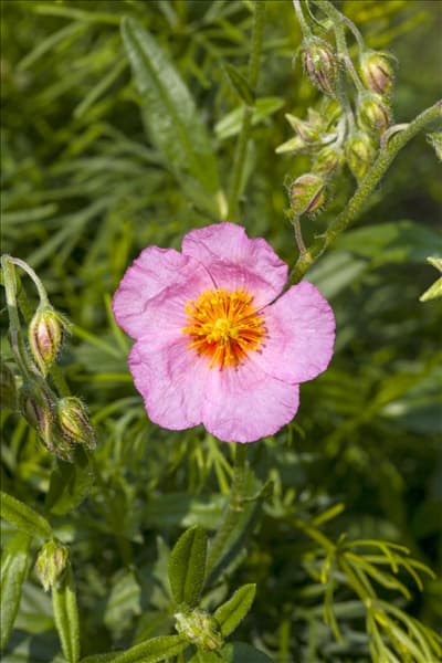 Helianthemum