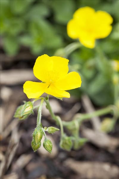 Helianthemum nummularium 'Sterntaler'