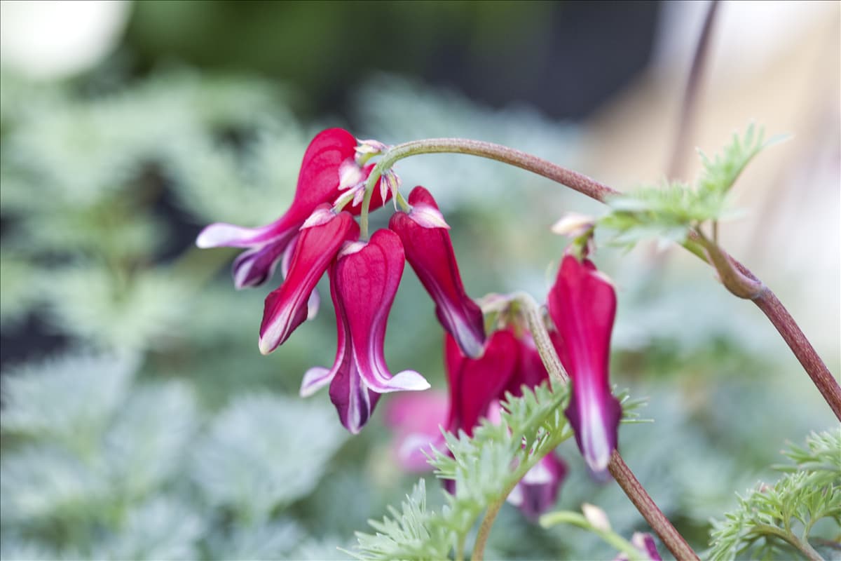 Dicentra formosa 'Burning Hearts'®