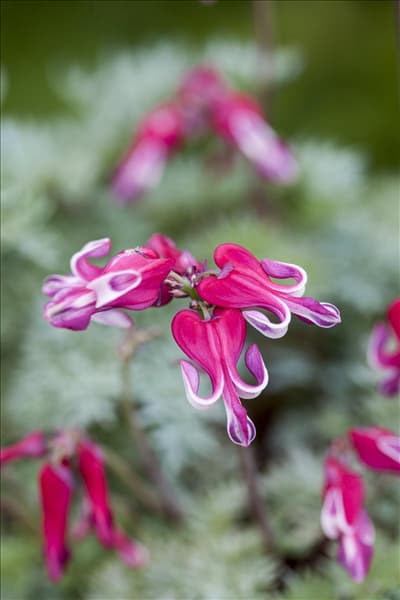 Dicentra formosa 'Burning Hearts'®