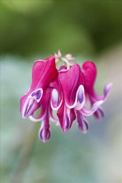 Dicentra formosa 'Burning Hearts'®