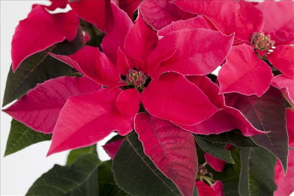 Euphorbia 'Princettia'®