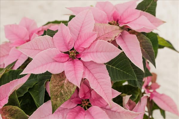 Euphorbia 'Princettia'®