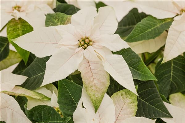 Euphorbia 'Princettia'®