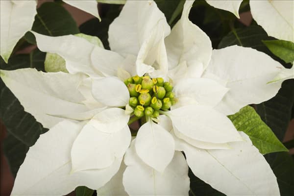 Euphorbia 'Princettia'®