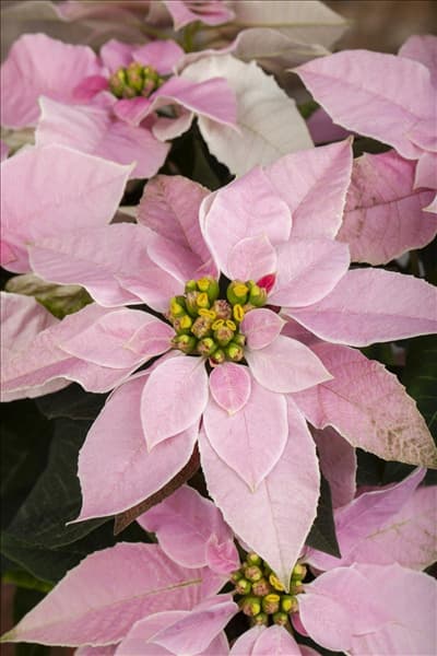 Euphorbia 'Princettia'®