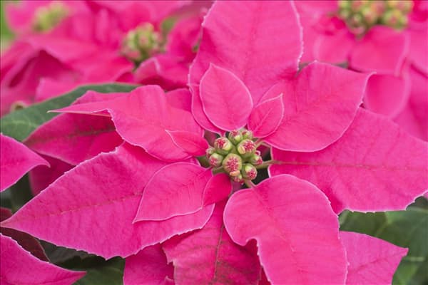 Euphorbia 'Princettia'®