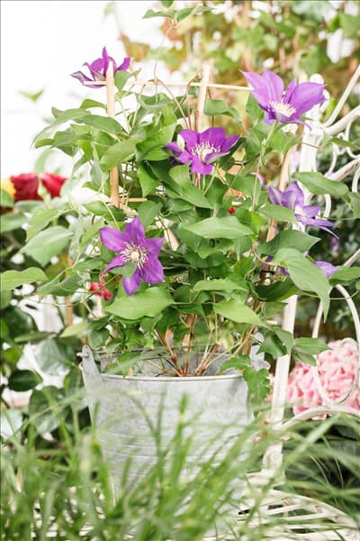 Clematis 'Evison Poulsen'