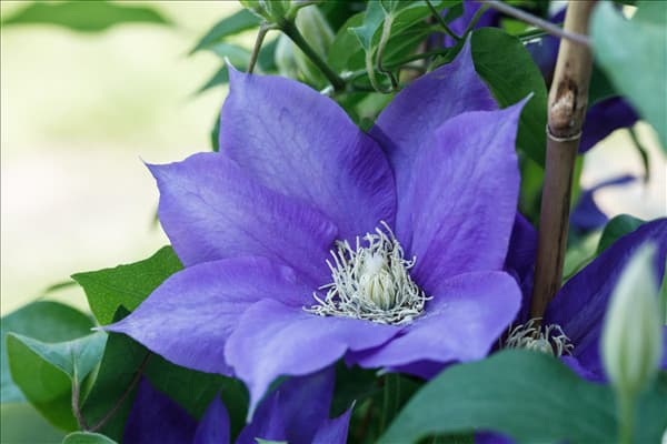 Clematis 'Evison Poulsen'