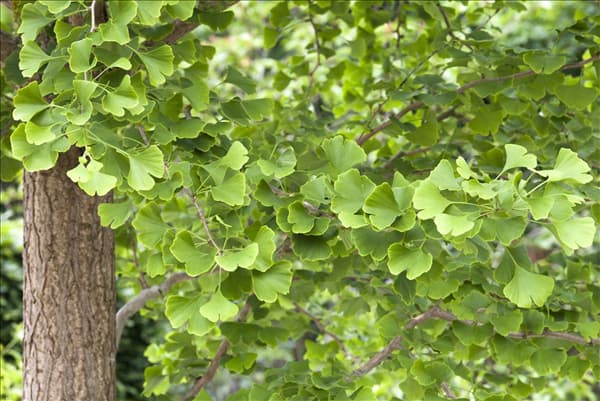 Ginkgo biloba