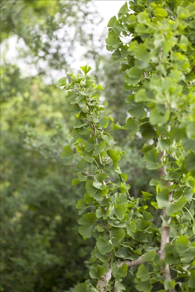 Ginkgo biloba