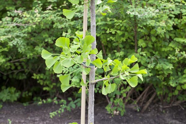 Ginkgo biloba