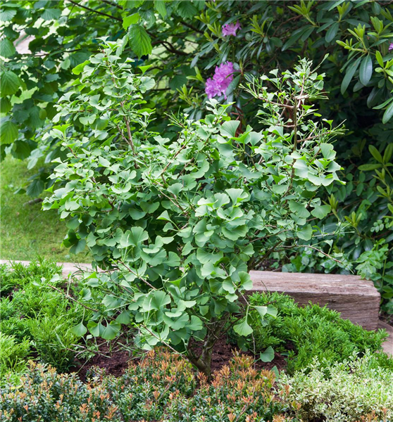 Ginkgo biloba