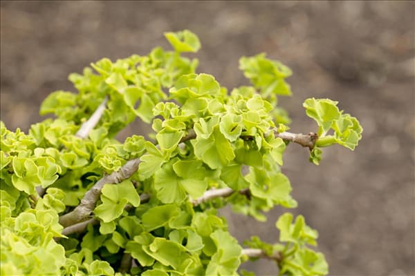 Ginkgo biloba