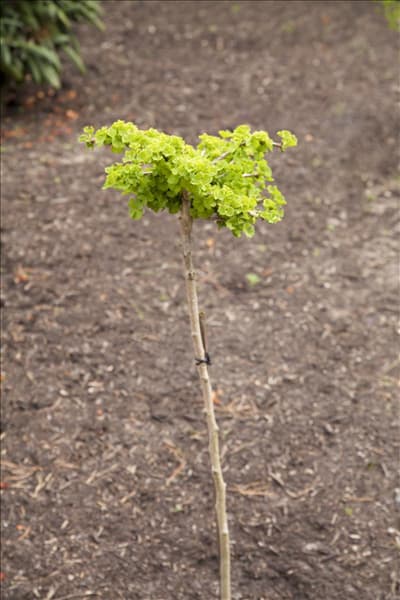 Ginkgo biloba