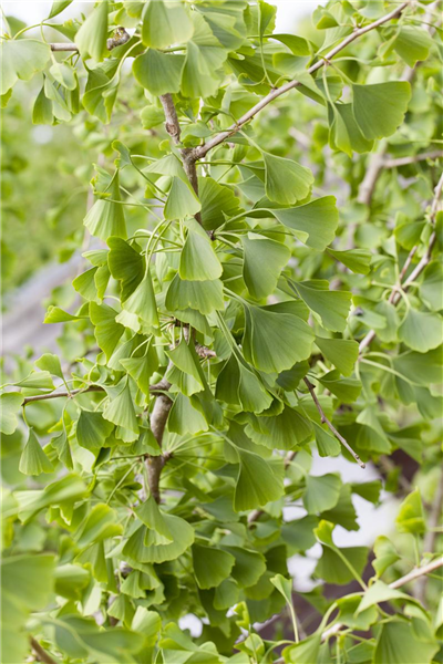 Ginkgo biloba