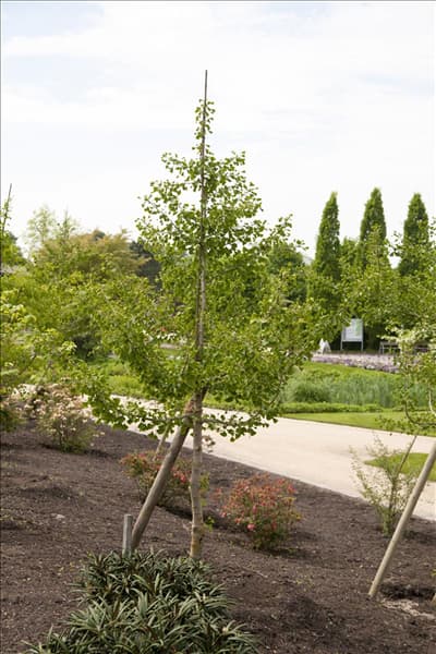 Ginkgo biloba