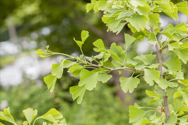 Ginkgo biloba