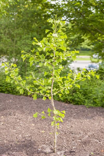 Ginkgo biloba
