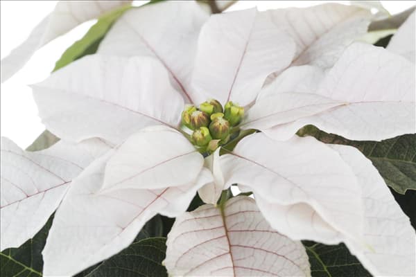 Euphorbia pulcherrima