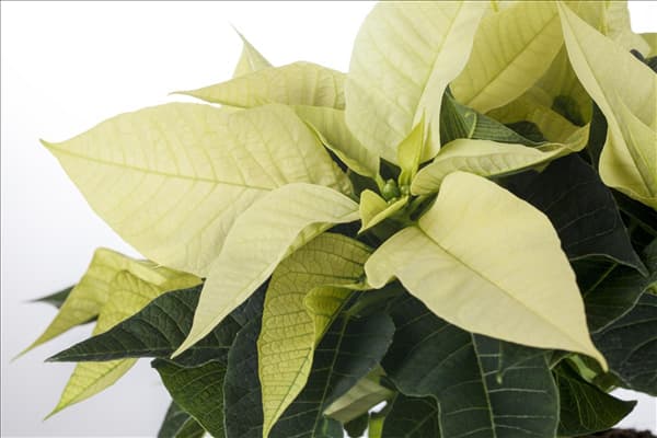 Euphorbia pulcherrima