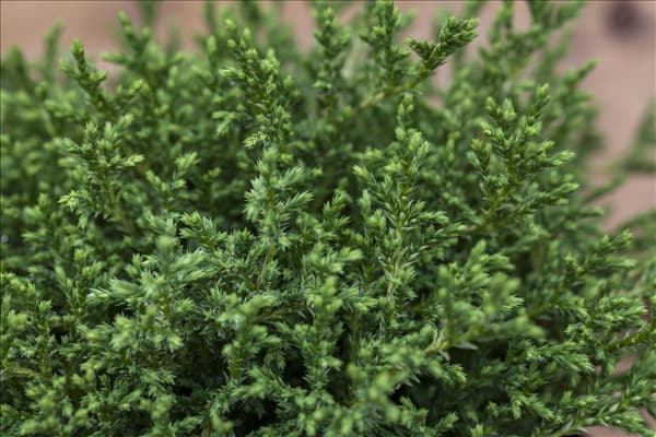 Chamaecyparis pisifera 'Plumosa Compressa'