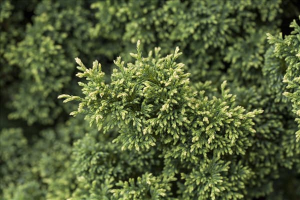Chamaecyparis pisifera 'Plumosa Compressa'