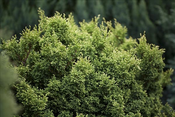 Chamaecyparis pisifera 'Plumosa Compressa'