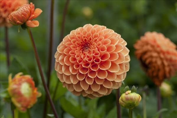 Dahlia