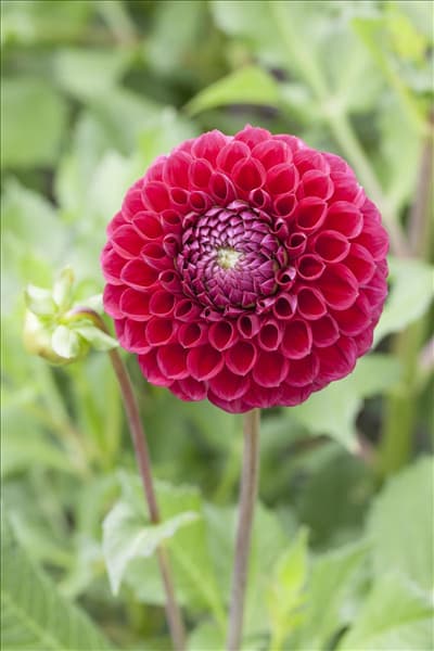 Dahlia