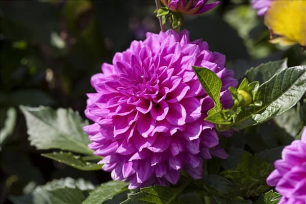 Dahlia 'Claudette'