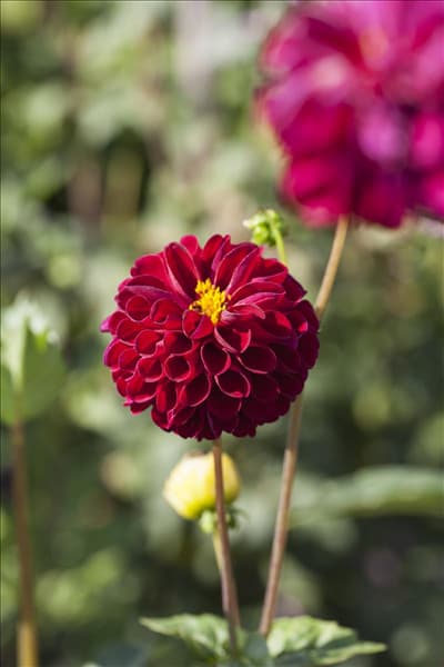 Dahlia 'Natal'