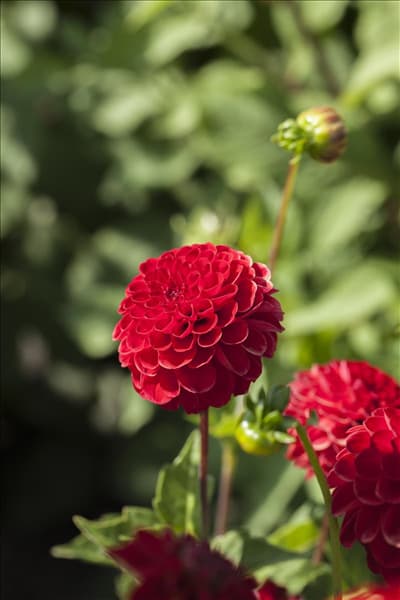 Dahlia 'Nescio'