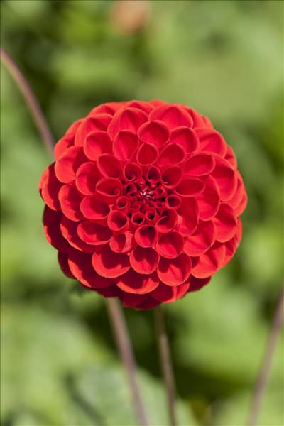 Dahlia 'Siegmanns Feuerball'