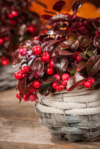 Gaultheria
