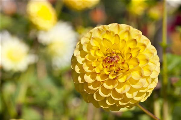 Dahlia 'Sunny Boy'